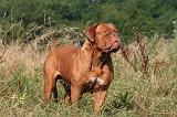 DOGUE DE BORDEAUX 469